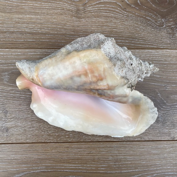 Large Conch Seashell - Picture 7 of 11